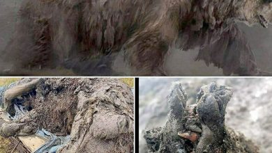 تصاویر خرس 39 هزار ساله با وزن 1.5 تن
