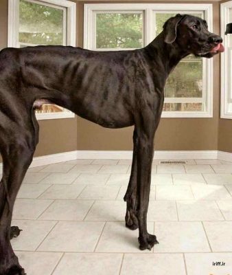 بلندترین سگ جهان به اندازه یک انسان