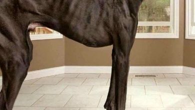 بلندترین سگ جهان به اندازه یک انسان