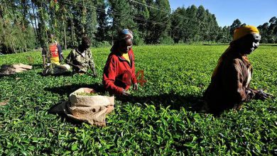 ببینید | ویدیویی جنجالی و افشاگرانه از تجاوزات جنسی کارفرمایان انگلیسی به زنان کارگر مزارع چای کنیا –   ایران فورفان