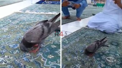 ببینید | ویدیوی باورنکردنی از سجده کردن یک کبوتر در مسجد –   ایران فورفان
