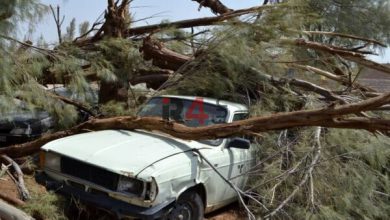 خسارات فروان و نابودی درخت ها درپی طوفان شدید در کرج + فیلم –   ایران فورفان