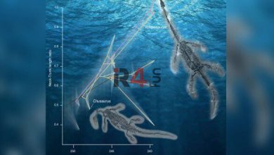 هیولای دریایی ۲۵۰ میلیون ساله در در دریاهای چین کشف شد + عکس –   ایران فورفان