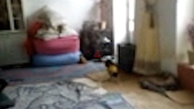 کشف آدم کوتولو ۵ سانتی در غرب ایران هنگام حفاری گنج + فیلم –   ایران فورفان