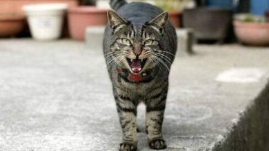 ببینید | تاکتیک یک ایرانی برای جلوگیری از دعوای گربه قلدر با گربه ولگرد –   ایران فورفان