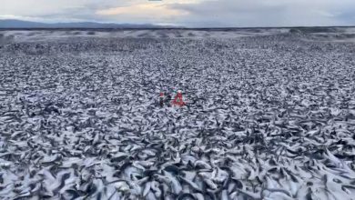 مرگ دسته جمعی هزاران ماهی‌ در ژاپن بر اثر زباله‌های هسته‌ای فوکوشیما + فیلم –   ایران فورفان