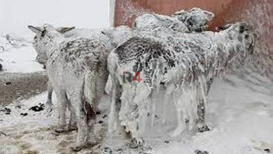 منجمد شدن حیوانات در سرمای منفی ۵۲ درجه شمال نروژ + فیلم –   ایران فورفان
