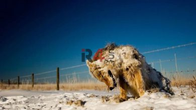 ببینید | تصاویر تکان‌دهنده از یخ زدن حیوانات در سرمای منفی ۵۲ درجه نروژ –   ایران فورفان