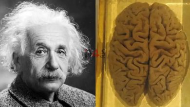 حقایقی عجیب و حیرت انگیز درباره مغز آلبرت انیشتین –   ایران فورفان
