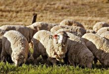 ورود گوسفند از استرالیا به ایران از طریق فرودگاه مهرآباد! + عکس –   ایران فورفان