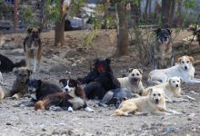 لطفا به سگ‌های ولگرد غذا ندهید! / افزایش سگ ولگرد برای سلامت و ژنتیک انسان بد است –   ایران فورفان